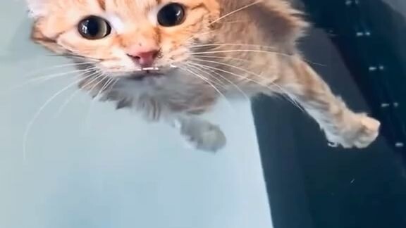 swimming cat
