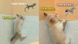 GEMES BANGET.!🤣 Bocil Kucing Bar-Bar Manjat Dinding Malah Nyangkut ~ Kucing Vario Lucu