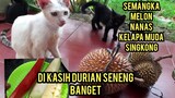 Aneh Tapi Nyata Kucing Unik Suka Makan Buah Di Adopsi Dari Jalanan 8 Bulan Yang Lalu..!