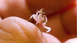 Belalang sembah anggrek yang bahkan nyamuk pun tidak bisa mengalahkannya