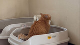 [Animals]Cat pooping