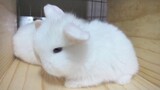 กระต่ายน้อยสุดน่ารัก อายุ 18 วัน!