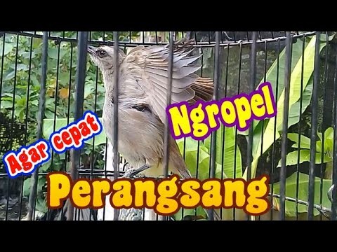 merangsang trucukan agar cepat ropel dan nggaruda