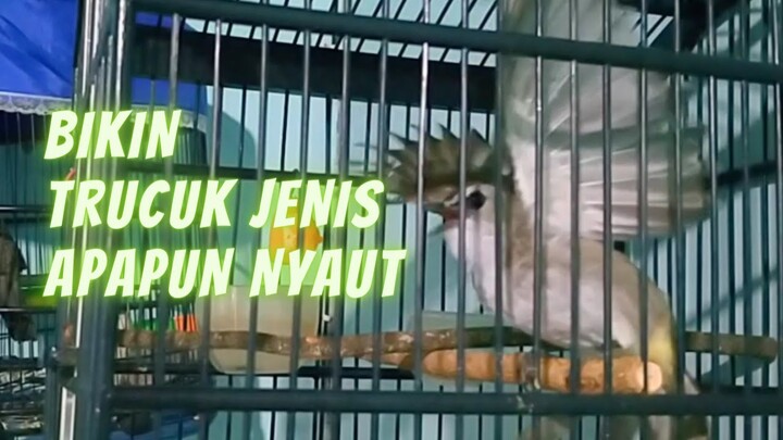 Pancingan Bikin TRUCUKAN NYAUT GACOR EMOSI Cocok Untuk LATIHAN (SUARA JERNIH)