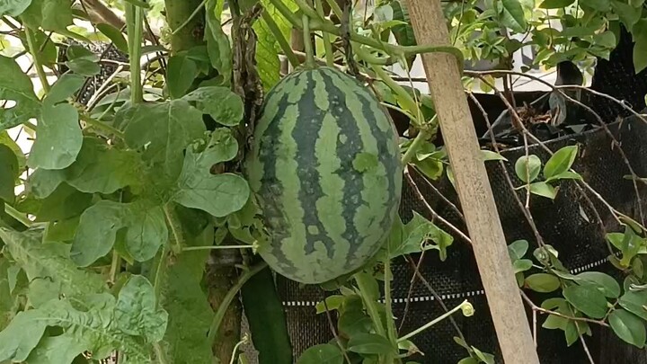 buah melon dan semangka apa bedanya?