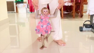 OMG Baby Monkey Maya Crying Loudly When Mom Teach Her To Walk With Two Leg, Maya Cry Running To Mom