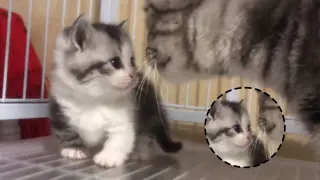 [Cats] Cute Little Kitten Shows Affection To Its Mother