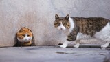 Con mèo trong Tử Cấm Thành - Cuộc đọ sức định mệnh giữa bố và cậu bé - ai có khuôn mặt to hơn sẽ chi