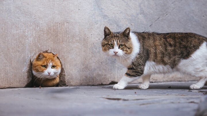 The Cat in the Forbidden City - The fateful showdown between Papa and the boy - the one with the big