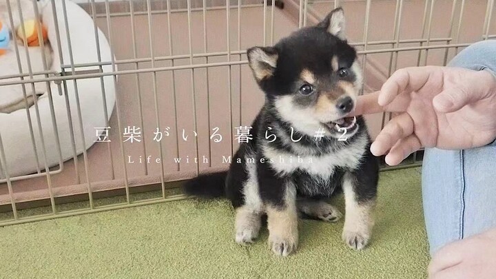 Little Shiba Inu Learning Handshake For The First Time... A Success?