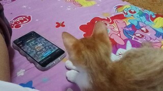 Maakukit na pusa