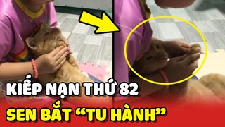 Kiếp nạn thứ 82 của Hoàng Thượng bị Sen nhí bắt "TU HÀNH" 😂 | Yêu Lu