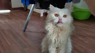 Snow loves the broom reed || Clowder zone