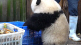 [Panda Hehua] ให้หนูช่วยทำความสะอาดไหมคะคุณพี่เลี้ยง