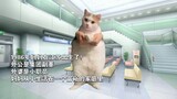 [Cat meme] Câu chuyện về mẹ tôi và người đàn ông xấu tính (bố ruột của tôi)...