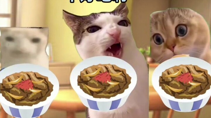 [Cat meme] The father who was scolded for cooking a terrible meal