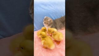 Cat Living With Little Ducks#shorts #kittens #cats #animals #viral #trending