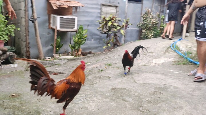 labanan ng native chicken