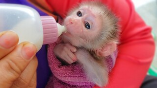 Wow, Amazing!! Congratulation Tiny adorable Luca knows very well how to drink milk by the bottle