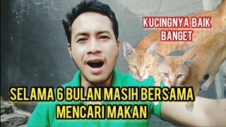 subhanallah Kucing Liar Setia Banget Sama Pasanganya Minta Makan Bersama | Aktifitas Kami Pagi Hari