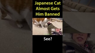 The Weirdest Cat In Japan Ever