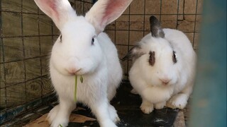Meet the Couple Cotton and Coco