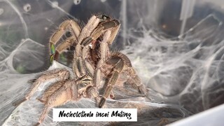 Trinidad Olive Tarantula Mating