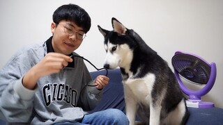 [Động vật]Trừng phạt chú chó Husky chuyên gây rắc rối