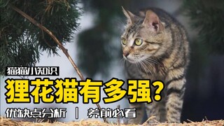 为什么说狸花猫是战力天花板？养它之前你一定要知道！