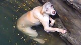 Chú cún bị ném xuống giếng sâu, may được người tốt cứu giúp