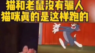 Tom và Jerry đã không nói dối! Đây là cách mèo thực sự chạy!