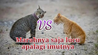 [Eng/Indo Sub] Video Tingkah Lucu Pertengkaran Kucing Viral Bikin Ngakak - Funny Dubbing