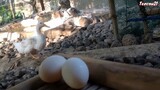 Pekin Ducks and Native Chickens at the Backyard | Tenrou21
