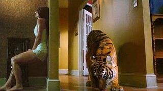 Trapped In A House With A Tiger That Hasn’t Eaten For 2 Weeks, What Are You Gonna Do...?