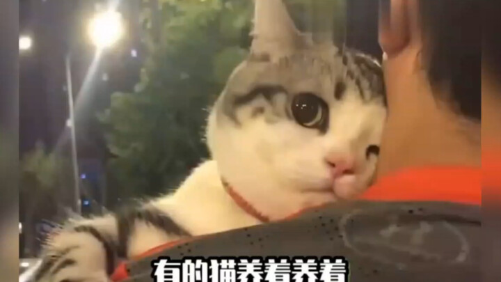 小猫咪：哥哥，姐姐怎么凶我啊，我做错什么了吗？