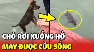 Bé Cún bị rơi xuống sông ở HẠ LONG may mắn được cứu bởi khách du lịch 😢 | Yêu Lu