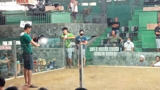 second fight WIN@SEGUNDO COCKPIT ARENA 3STAG/COCK DERBY entry:CAMBANAY 127 feb.11 2025