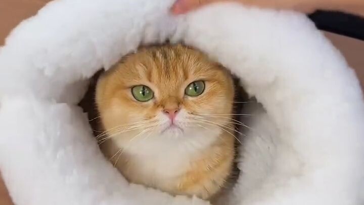 Cat ♥️ Cozy Warm Sleeping Bag  (HD)