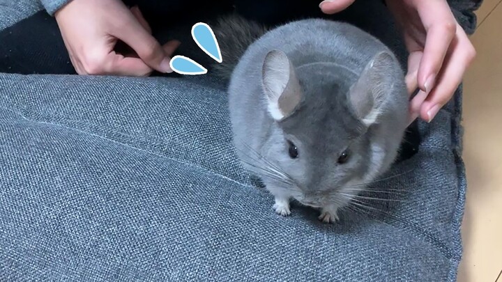 [Animals]What would happen if you touch a Chinchillas's butt