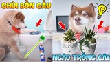 Thú Cưng Vlog | Ngáo Husky Troll Bố #3 | Chó thông minh vui nhộn | Smart dog funny cute pets
