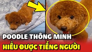 Chú Poodle THÔNG MINH vừa HIỂU TIẾNG NGƯỜI còn biết phân biệt NGÀY - ĐÊM 😂 | Yêu Lu