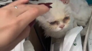 女生收养流浪猫咪，精心照顾后判若两猫，小猫咪遇到了生命的光！