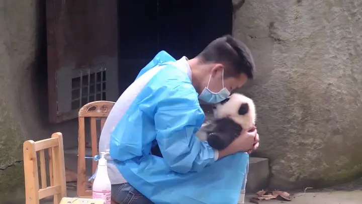 International Kissing Day - A Taste of the Canoodling Baby Pandas