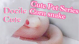 [Animals]Super cute Blizzard Corn Snake