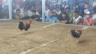 2cock derby 1st fight win dom 2times winir