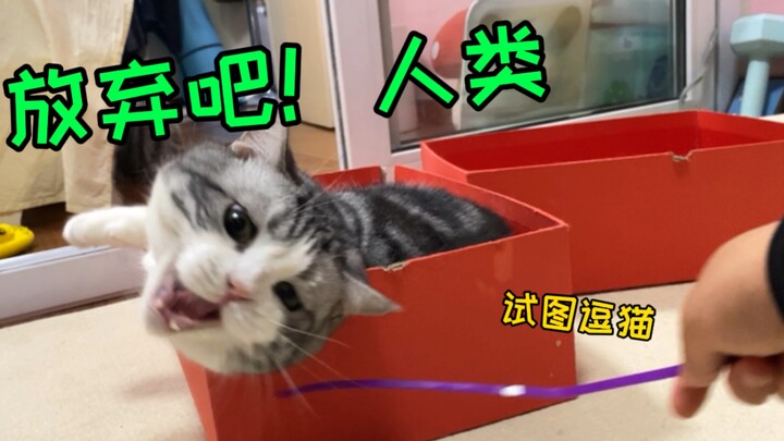 给猫减肥有多难？猪咪：今天我要抬下屁股算我输！