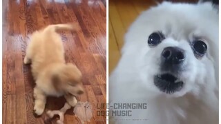 Ruu's Song (Genshin Impact) but Dogs Sung It (Dogs Version Cover)