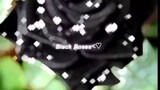 black rose 🖤🖤