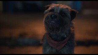 Strays _Watch Full Movie Link In Description