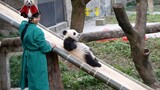 【大熊猫重重】嘻嘻！胖虫虫小盆友坐着滑就很顺啦！(^し^)